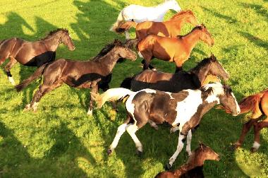 Ferienhaus in Pozezdrze (Warminsko-Mazurskie) oder Ferienwohnung oder Ferienhaus