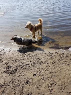 Villa in Workum (Friesland) oder Ferienwohnung oder Ferienhaus