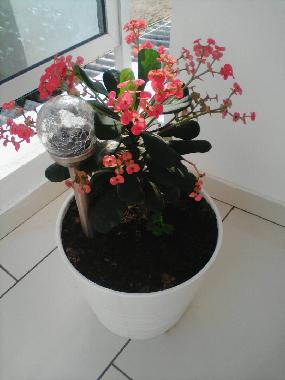 Ferienwohnung in Avepozo Plage (Lome) oder Ferienwohnung oder Ferienhaus