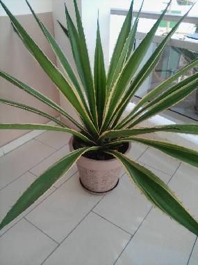 Ferienwohnung in Avepozo Plage (Lome) oder Ferienwohnung oder Ferienhaus