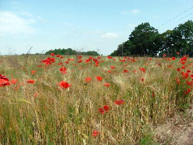 Ferienhaus in Garz (Ostsee-Inseln) oder Ferienwohnung oder Ferienhaus