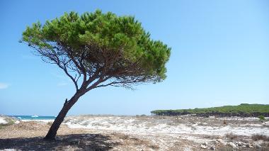 Pinienstrand bei Budoni