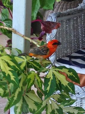 Ferienwohnung in Pereybere (Pereybere) oder Ferienwohnung oder Ferienhaus