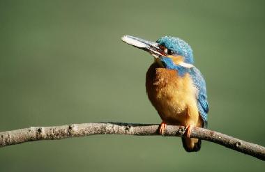 Ferienhaus in Helmsrade  (Mecklenburgische Seenplatte) oder Ferienwohnung oder Ferienhaus