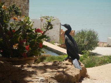 Villa in Popenguine (Thies) oder Ferienwohnung oder Ferienhaus