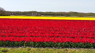 Tulpenfelder im Frhjahr