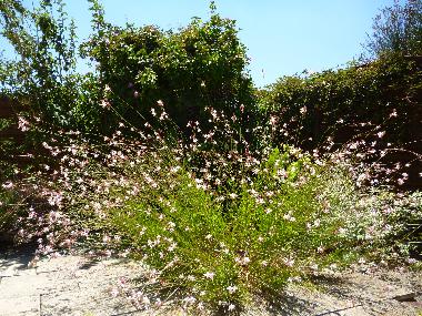 Ferienhaus in Lezignan Corbieres (Aude) oder Ferienwohnung oder Ferienhaus