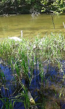 Ferienhaus in Krutyn (Warminsko-Mazurskie) oder Ferienwohnung oder Ferienhaus