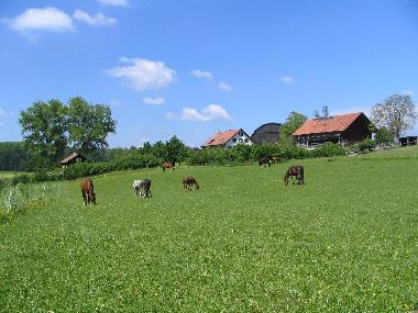 In unmittelbarer Nachbarschaft sind Biohof und Pferdepension.