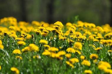 Chalet in Oberwil-Lieli (Z�rich) oder Ferienwohnung oder Ferienhaus