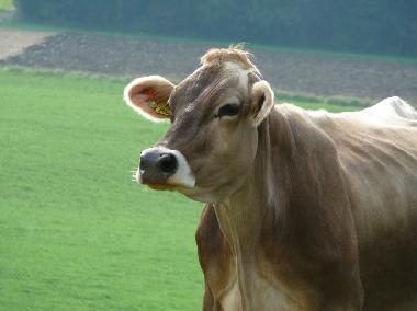 Chalet in Oberwil-Lieli (Z�rich) oder Ferienwohnung oder Ferienhaus