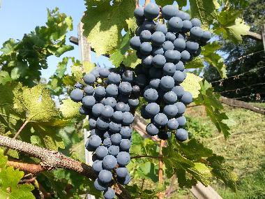 unsere Weintrauben im Weingut