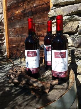 unsere Weintrauben ergeben einen fruchtigen leckeren Vernatsch, Kellerfhrungen