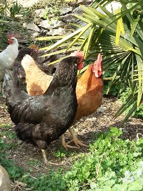 die freilaufenden Hennen sorgen fr leckere Frhstckseier