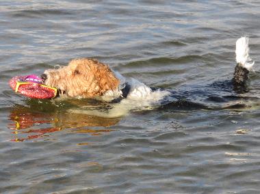 Ferienhaus in Denneville-Plage (Manche) oder Ferienwohnung oder Ferienhaus