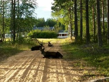 Ferienhaus in Lansj�rv �nges� (Norrbotten) oder Ferienwohnung oder Ferienhaus