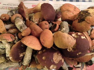 Ferienhaus in Lansj�rv �nges� (Norrbotten) oder Ferienwohnung oder Ferienhaus