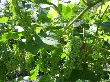 Weintrauben im Garten