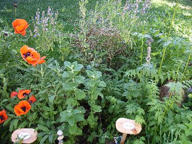 Ferienhaus in Pinnow (Mecklenburg-Schwerin) oder Ferienwohnung oder Ferienhaus