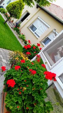 Ferienwohnung in B�k (Vas) oder Ferienwohnung oder Ferienhaus