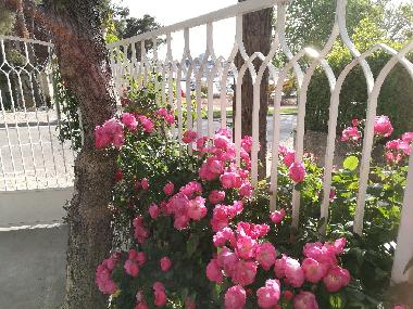 Ferienwohnung in Vodice (Sibensko-Kninska) oder Ferienwohnung oder Ferienhaus