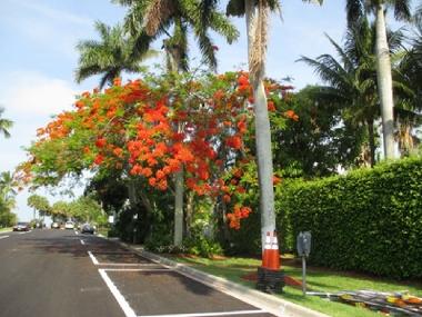 Poinciana Tree