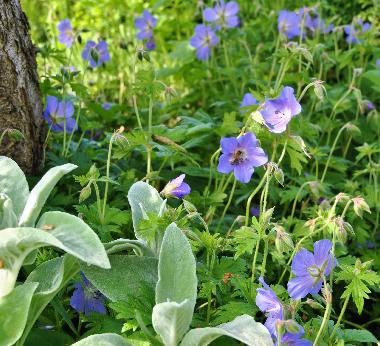 Ferienwohnung in Amtzell (Bodensee) oder Ferienwohnung oder Ferienhaus