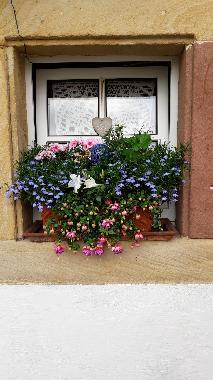 Ferienwohnung in D�rrenbach (Pfalz) oder Ferienwohnung oder Ferienhaus