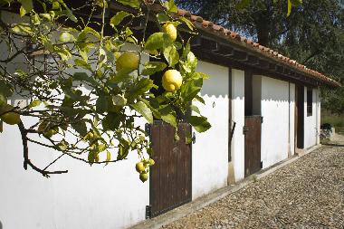 Ferienhaus in Bustio - Ribadedeva (Asturias) oder Ferienwohnung oder Ferienhaus
