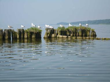 Ferienhaus in Kamminke (Ostsee-Inseln) oder Ferienwohnung oder Ferienhaus