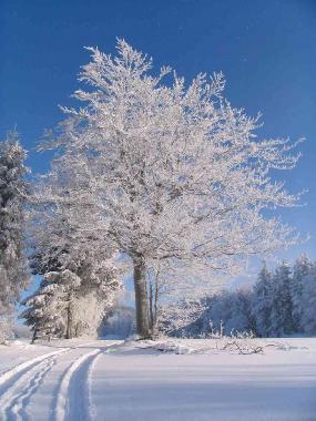 Winter auf dem Aschberg