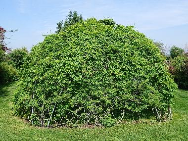 Die Weinlaube im G�stegarten