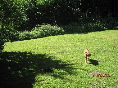 Grundst�ck angrenzend an der Terrasse zum Wald