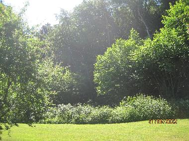 Blick von der Terrasse aus in dem Wald