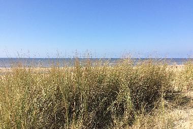Ferienwohnung in Noordwijk aan Zee  (Zuid-Holland) oder Ferienwohnung oder Ferienhaus