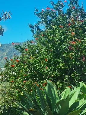 Ferienhaus in Los Llanos (La Palma und El Hierro) oder Ferienwohnung oder Ferienhaus