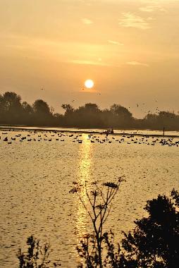 Der Sonnenaufgang am IJsselmeer, direkt gegen�ber des Parks