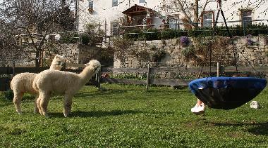 Mit Alpakas im Garten chillen