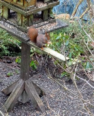 unsere Eichh�rnchen lieben Waln�sse